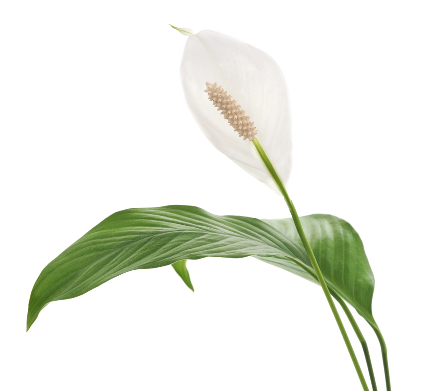 Peace Lily